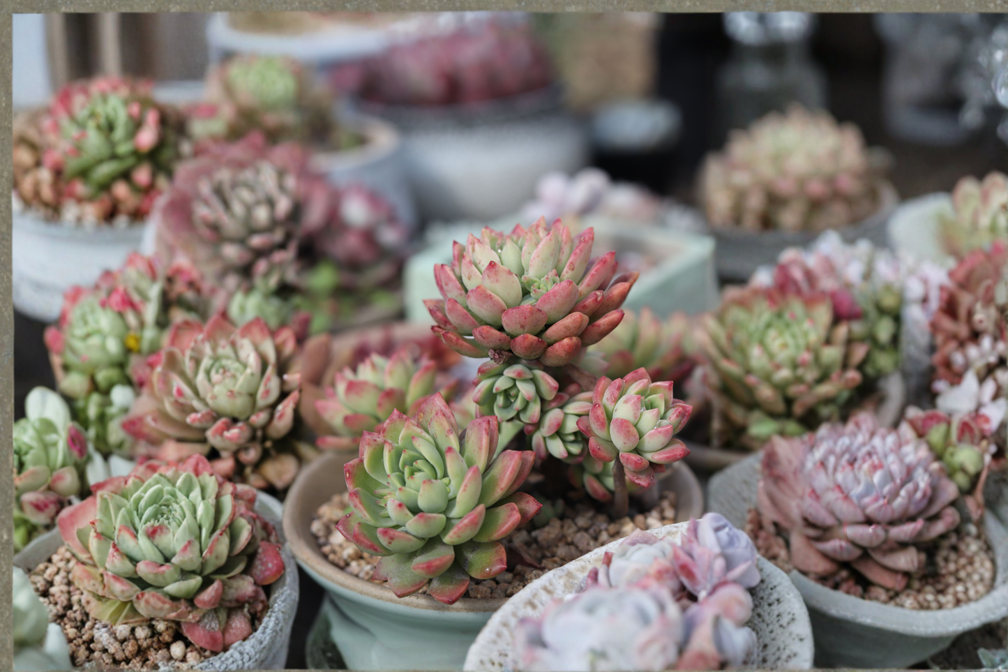 Sedeveria 'Dark Elf' Live Succulent – Rooted Plant – 2.5 Inch Pot