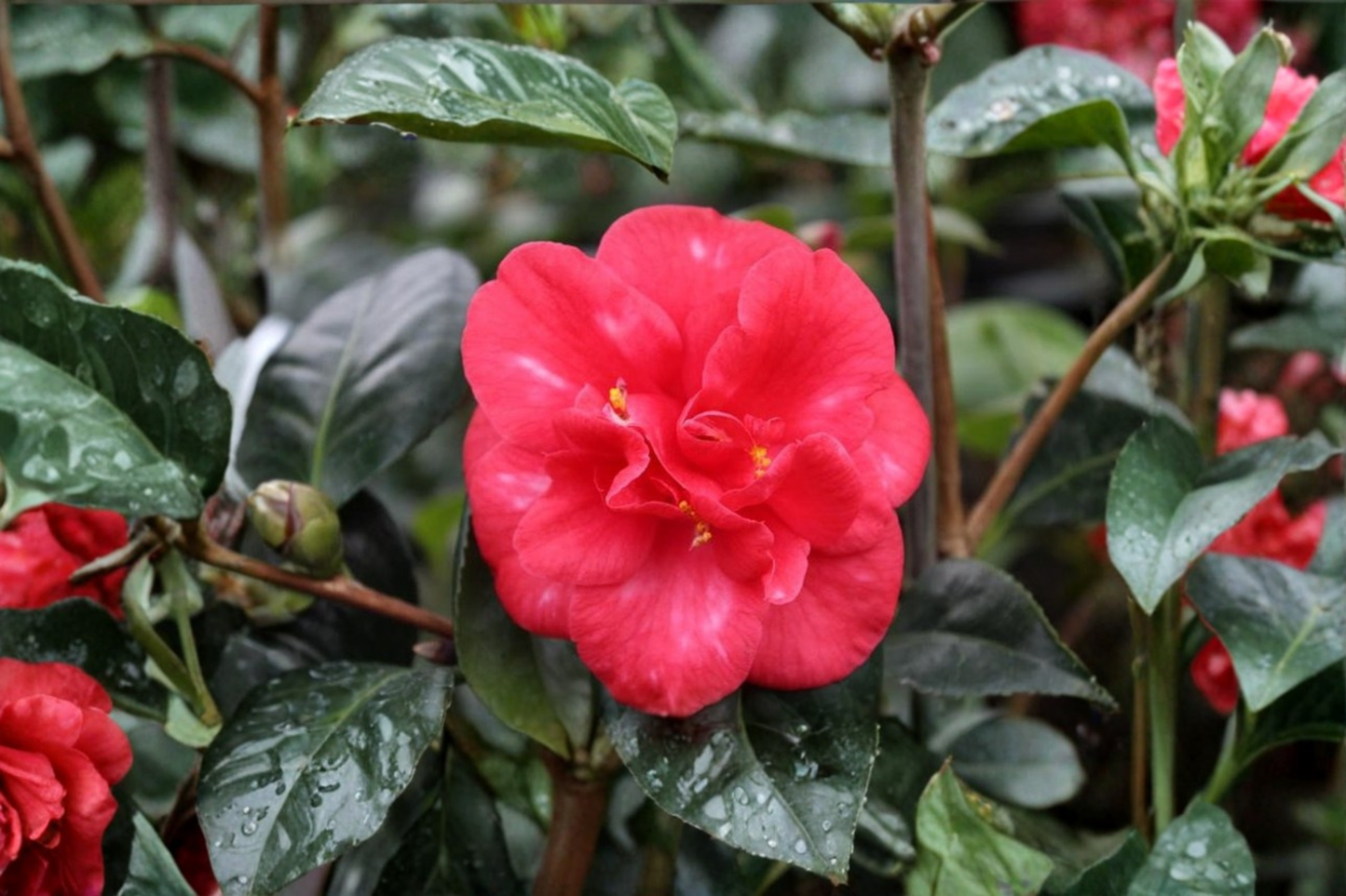 Japanese Camellia ‘Nagasaki’ 3 Gallon – Camellia japonica Red Flowering Evergreen Shrub