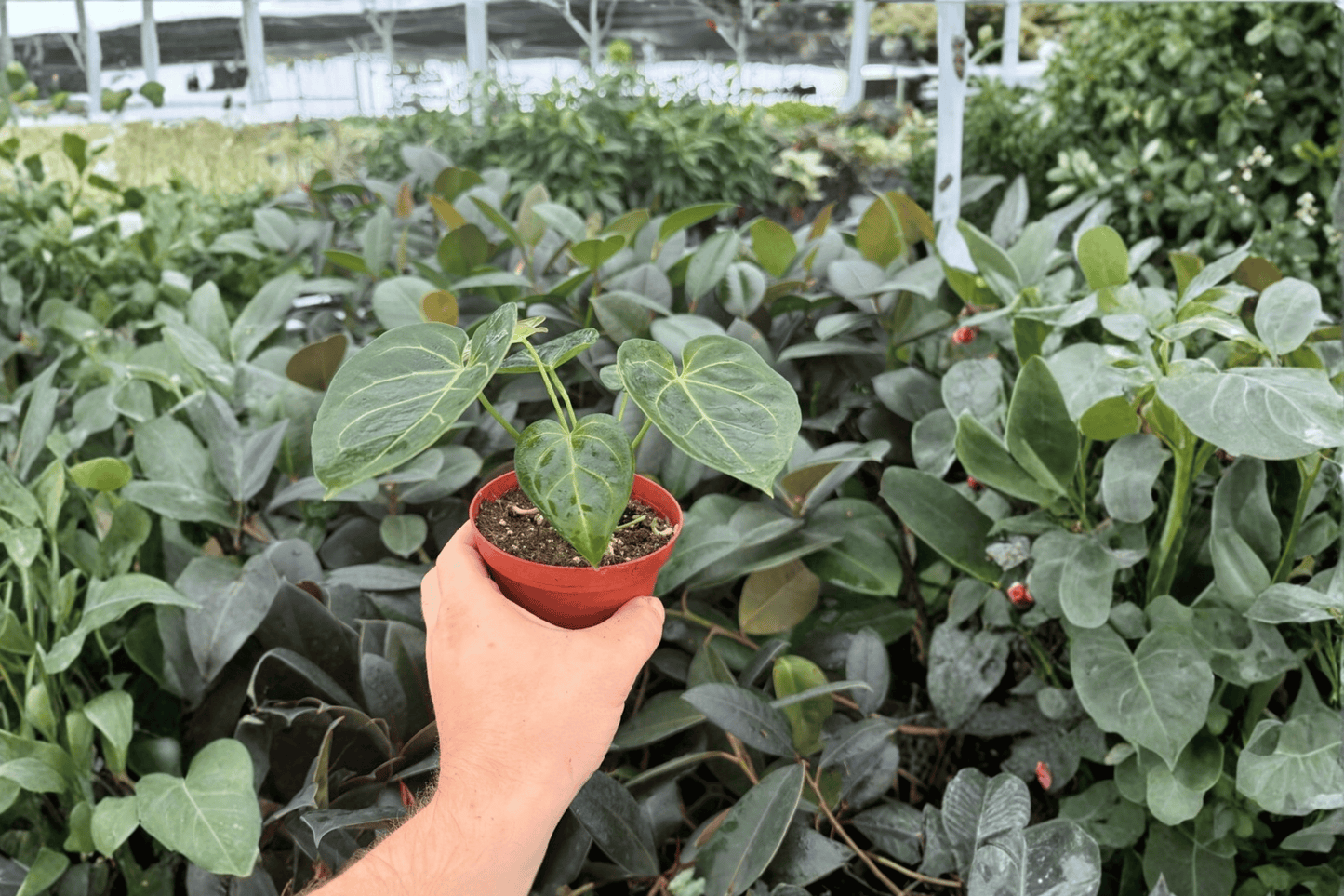Anthurium Hulk x Velvet Moira 2 Exact Live Plants – 4-Inch Pots