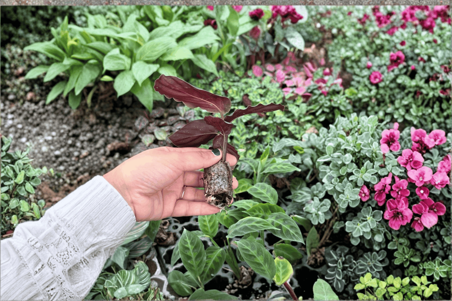 2 Calathea 'Northern Lights' Live Starter Plants – Bare Root Tropical Houseplants