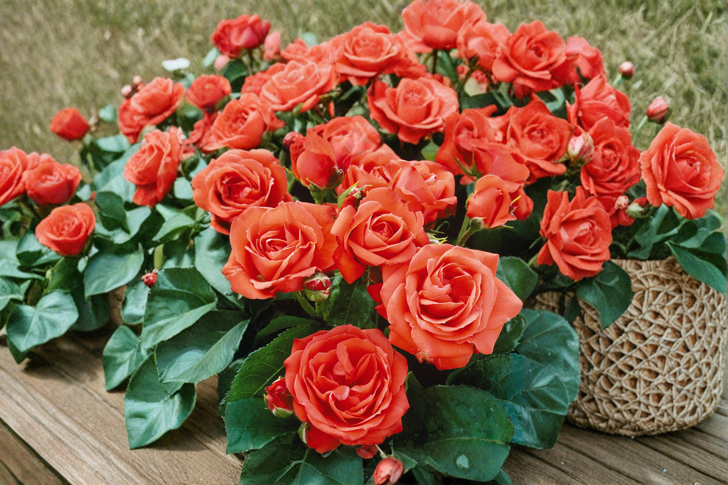 Marina Floribunda Rose 2 Gal Live Plant Salmon Orange Everblooming Bush Garden Shrub Outdoor Rose Plant