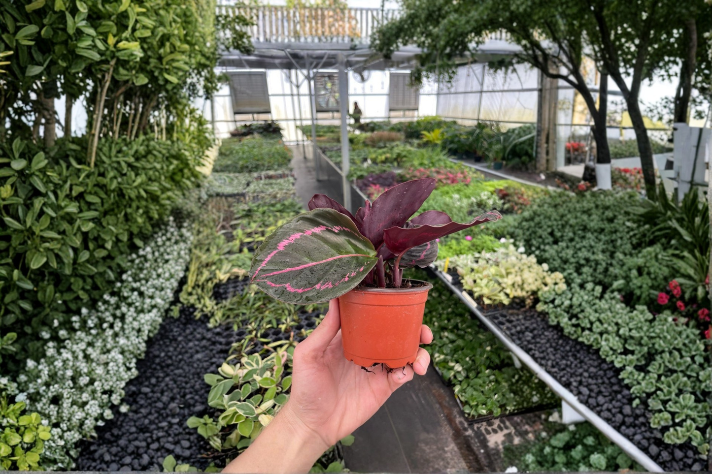 2 Calathea Northern Lights Live Starter Plants – Bare Root with Soil Pod (Goeppertia spp.)