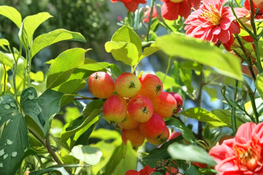 Dolgo Crabapple Tree Live Plant 4–6 Ft Fruit Tree, Cold Hardy Apple Tree for Garden Orchard, Ornamental Flowering Tree