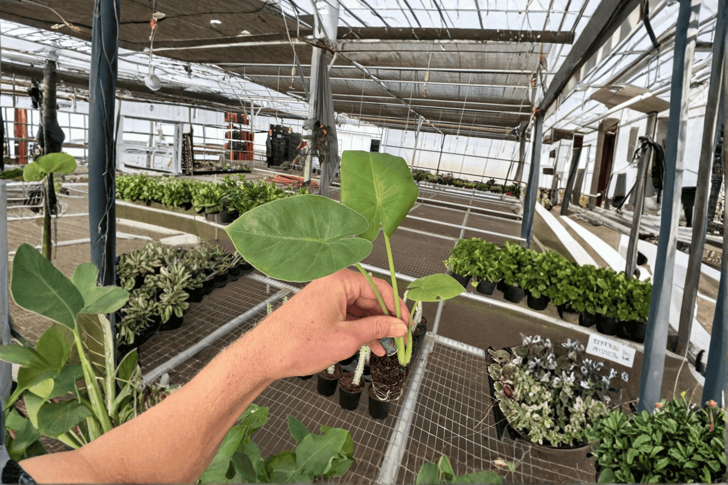 2 Alocasia macrorrhiza Live Starter Plants – Bare Root Giant Taro Houseplants