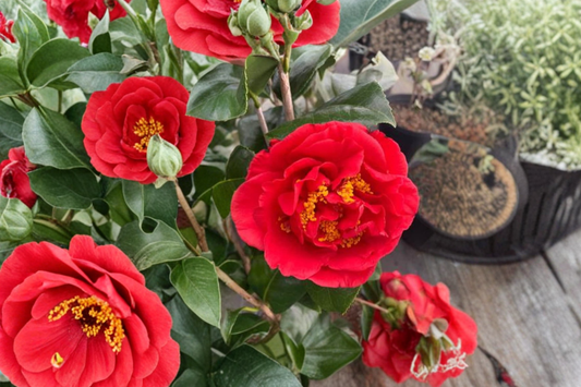 Fragrant Japanese Camellia ‘Kramer’s Supreme’ 1 Gallon – Camellia japonica Red Evergreen Flowering Shrub