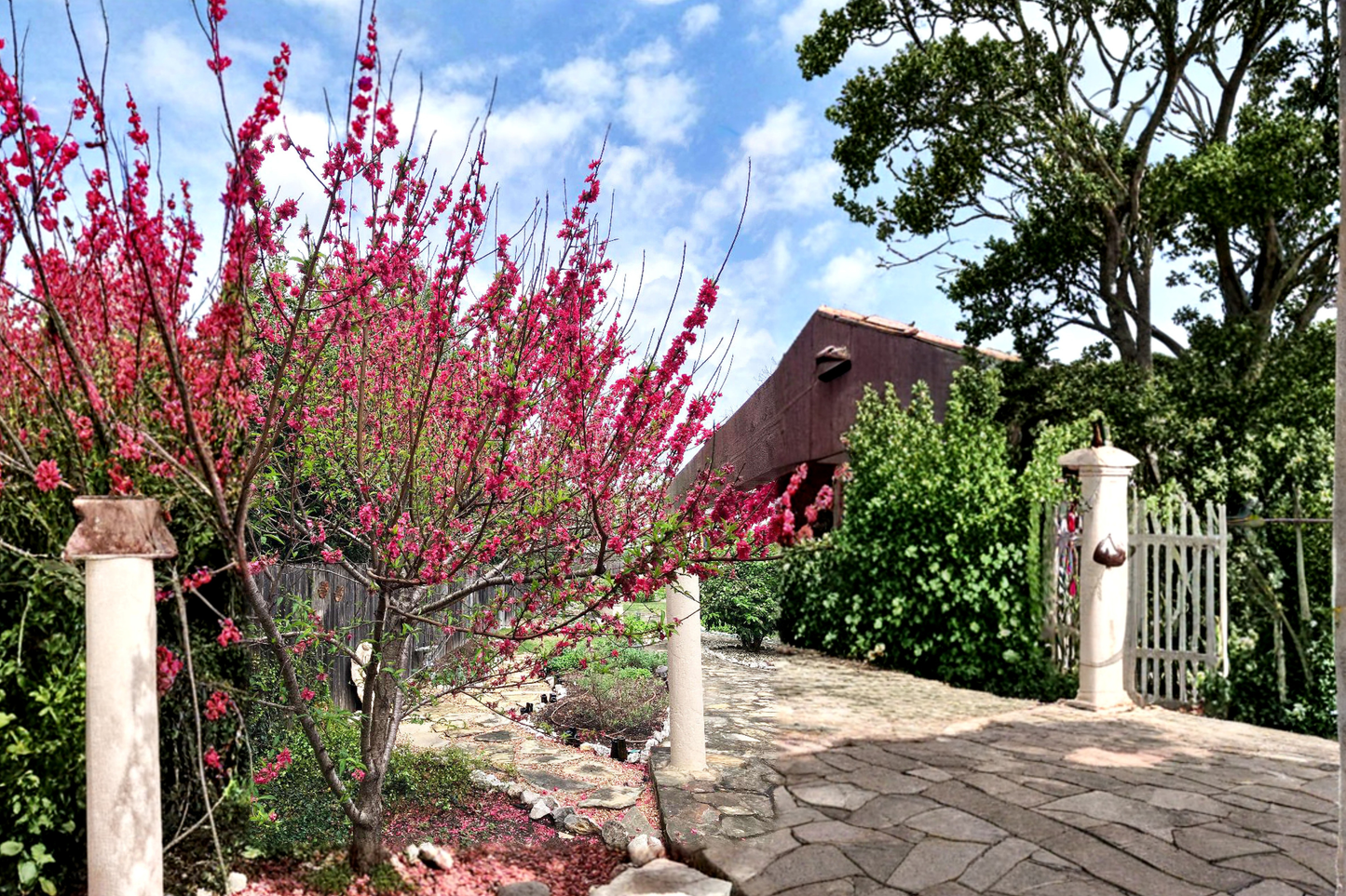 Red Flowering Peach Tree Live Plant 4-6 Ft Ornamental Peach Tree Spring Bloom Landscape Garden Outdoor Plant