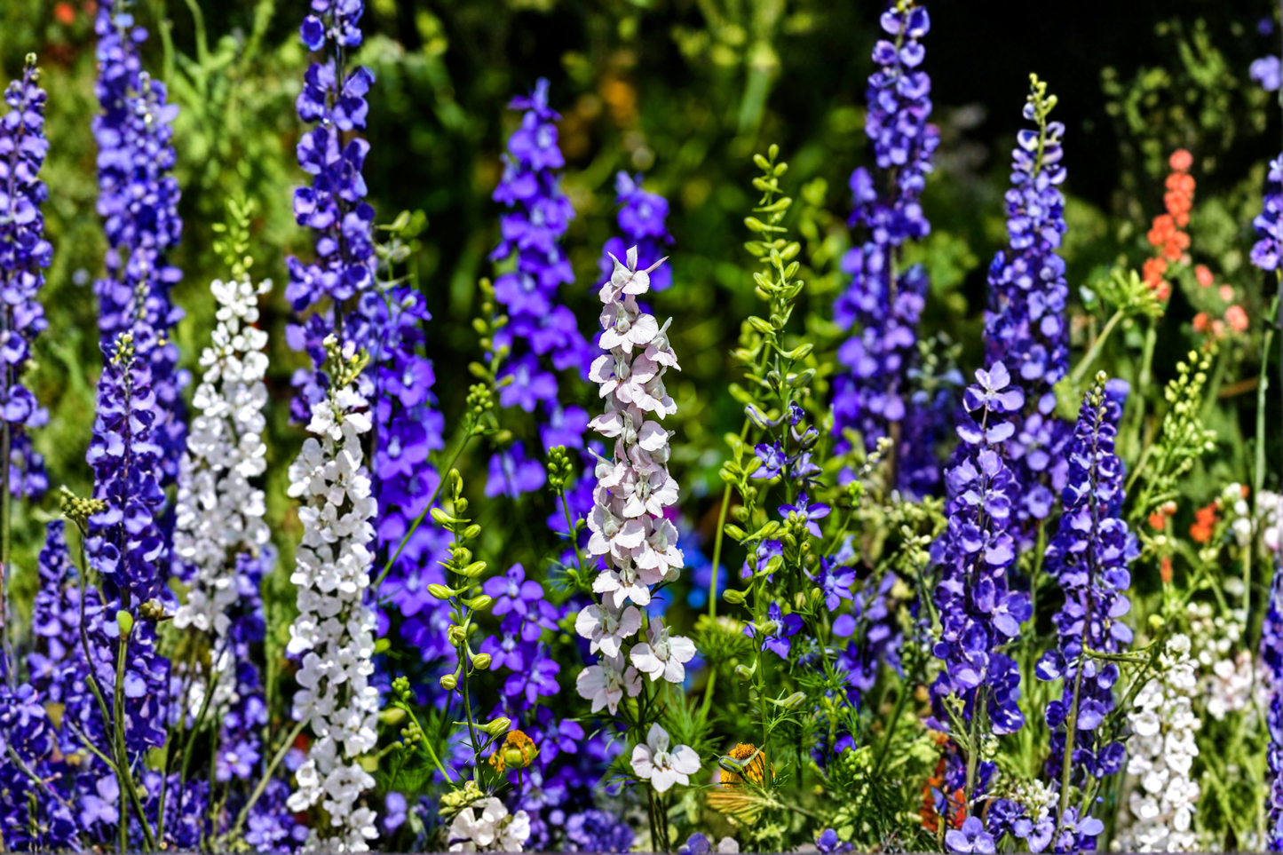 Delphinium Magic Fountains Mix Live Perennial Starter Plants – 4 Plugs