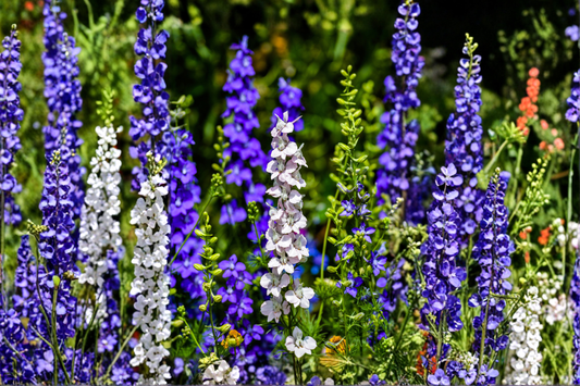 Delphinium Magic Fountains Mix Live Perennial Starter Plants – 4 Plugs