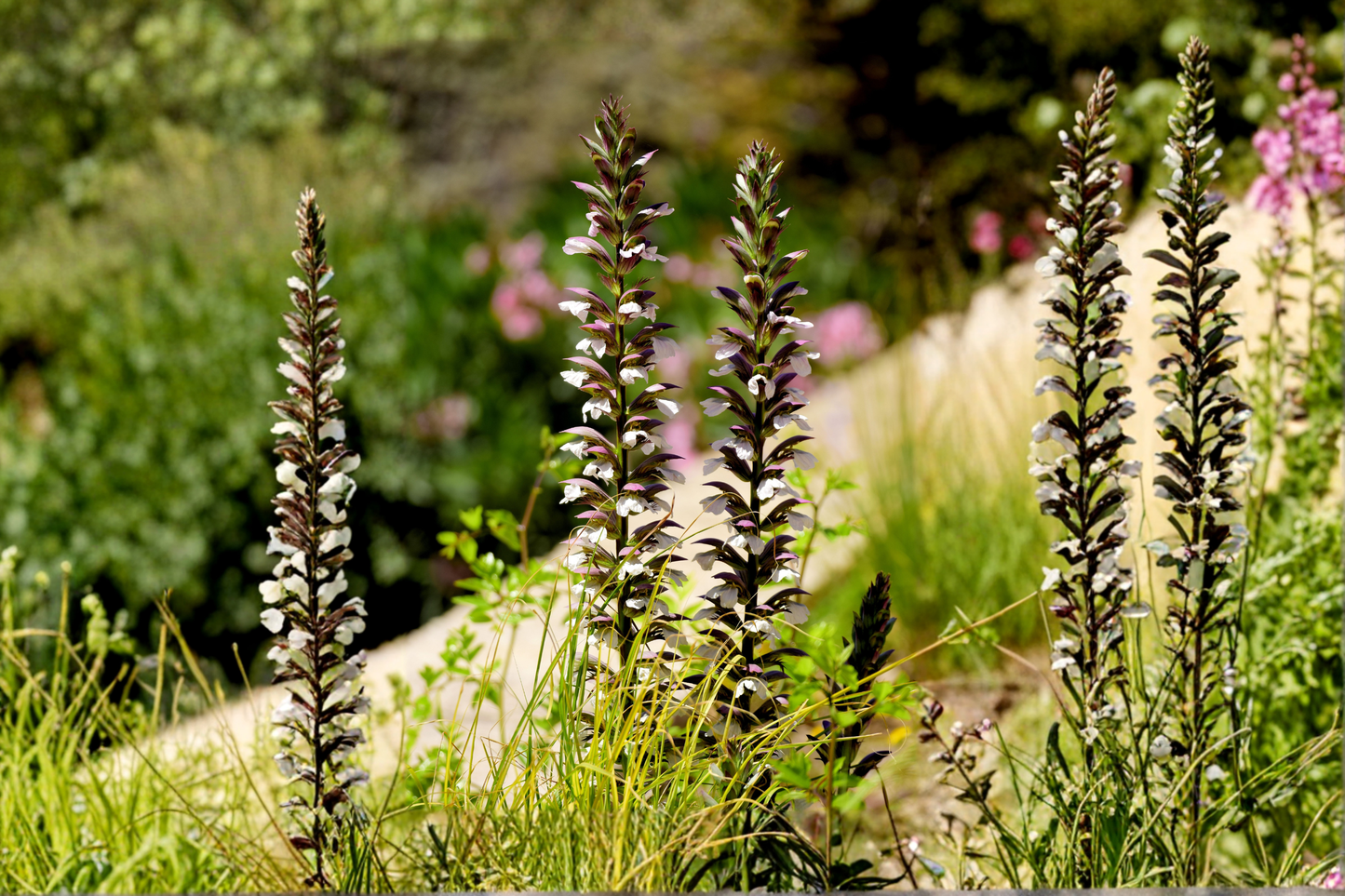 Acanthus mollis Bear's Breeches Live Plant 12 Inches Tall – Purple & White Flowering Perennial