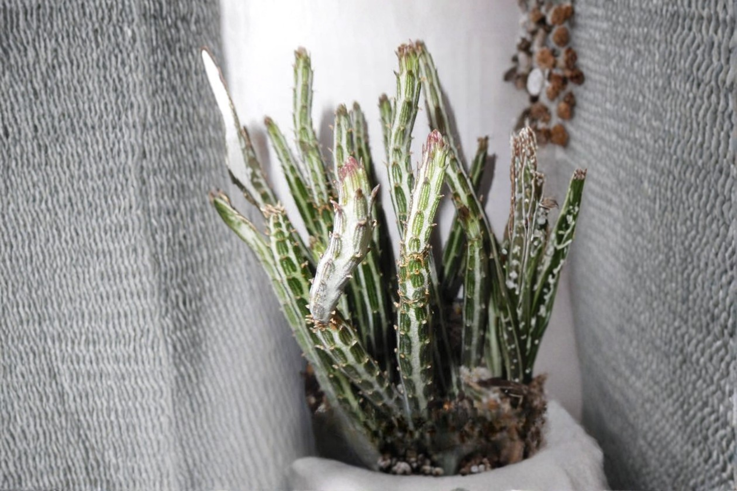 Pickle Plant Live Rooted Succulent in 4 Inch Pot – Curio stapeliiformis (Syn. Senecio stapeliiformis)