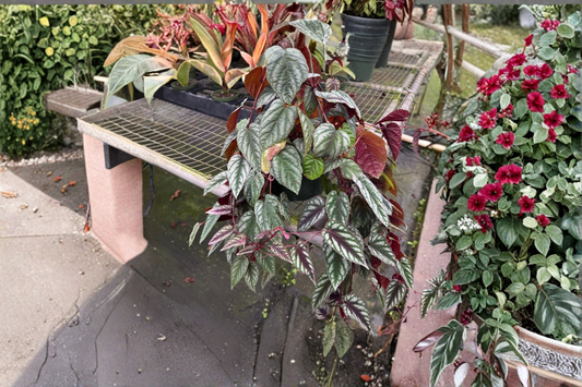 Cissus Discolor Live Plant Rare Rex Begonia Vine Houseplant 4 Inch Pot Rooted Indoor Tropical Starter Plant