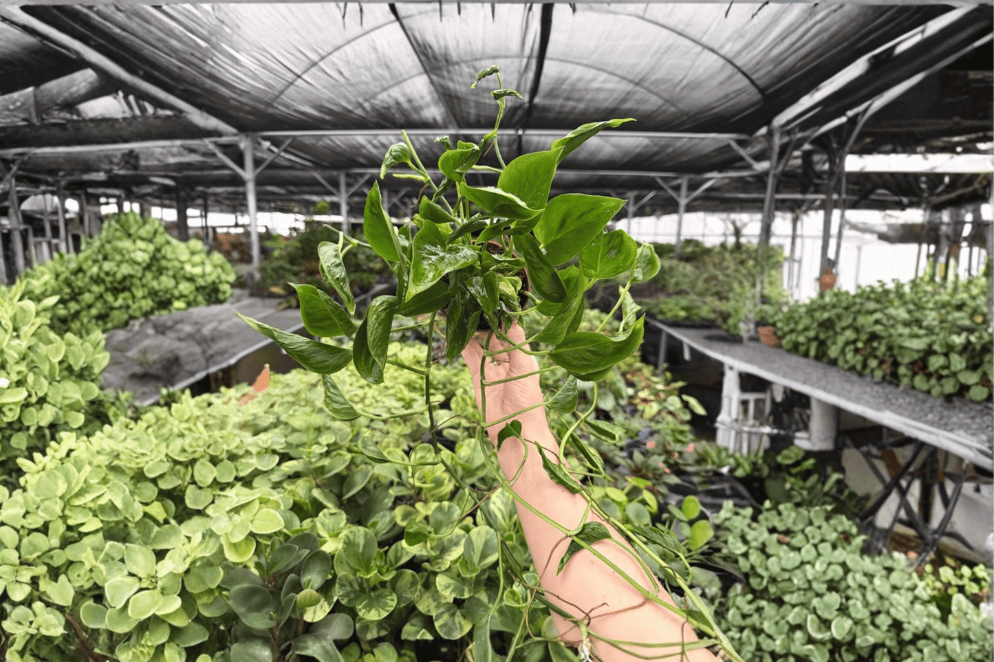 Shangri La Pothos 2 Exact Live Plants – 4-Inch Pots – Epipremnum aureum ‘Shangri La’