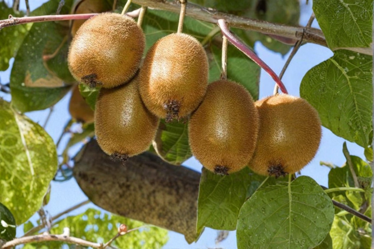 Saanichton Fuzzy Kiwi Vine Live Plant 1 Gallon Potted 2 to 3ft Tall Kiwi Vine Ready to Grow Garden Plant
