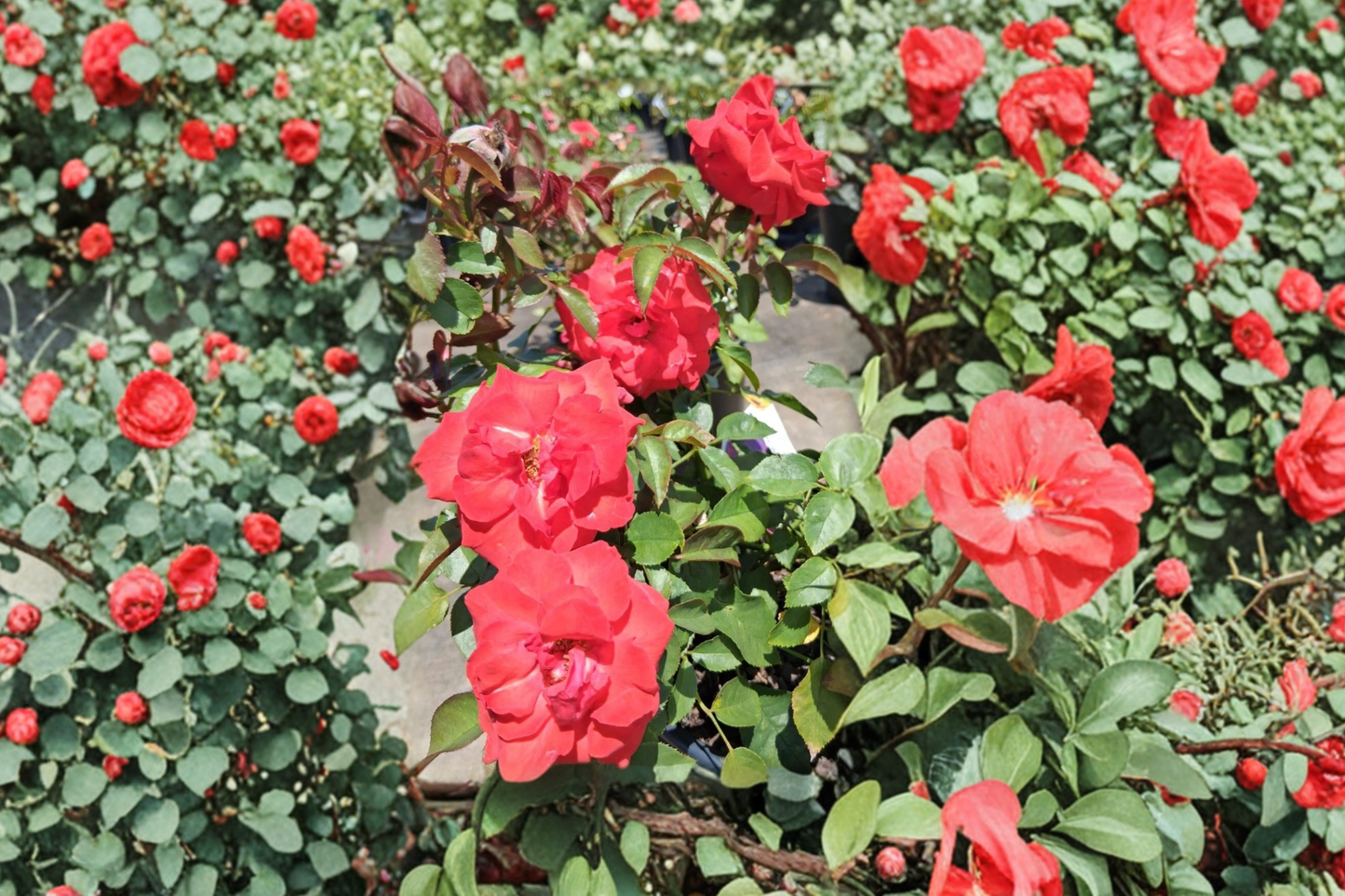 Climbing High Society Rose Live Plant 3 Gal Deep Pink Climbing Rose Bush, Large Bloom Rose for Garden Trellis Outdoor