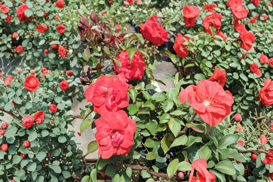 Climbing High Society Rose Live Plant 3 Gal Deep Pink Climbing Rose Bush, Large Bloom Rose for Garden Trellis Outdoor