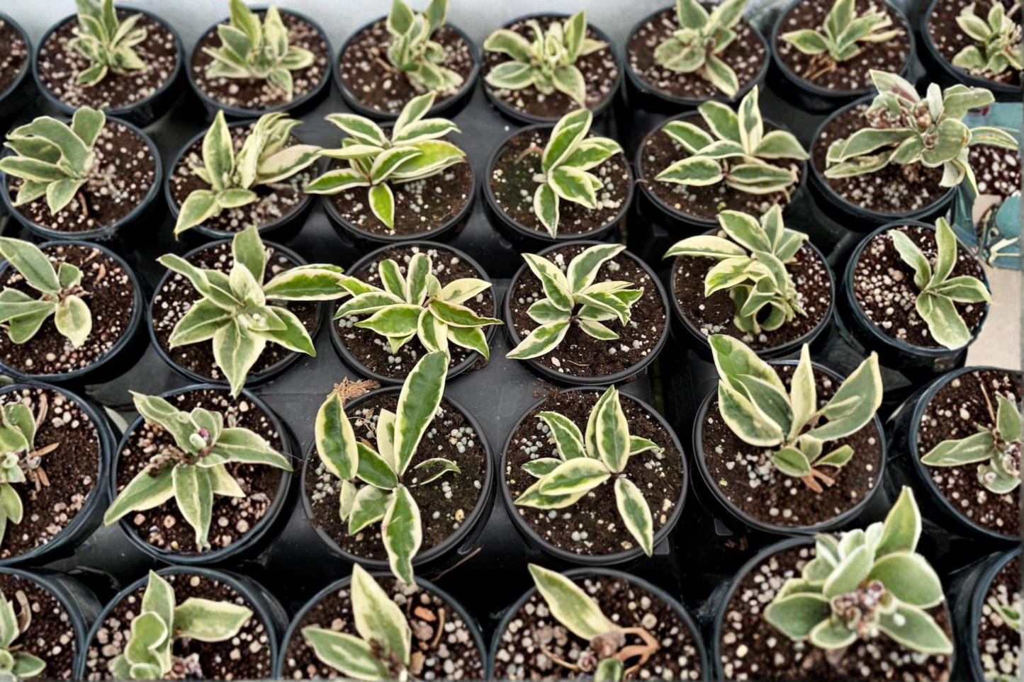 Hoya Krinkle 8 Albo Marginata Live Plant Variegated Hoya Starter Houseplant Rare Tropical Plant in 4 Inch Pot