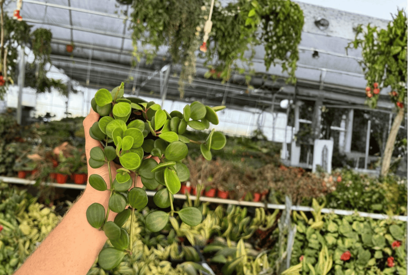 2 Peperomia 'Hope' Live Plants – 4-Inch Pot Trailing Houseplants (Peperomia tetraphylla 'Hope')
