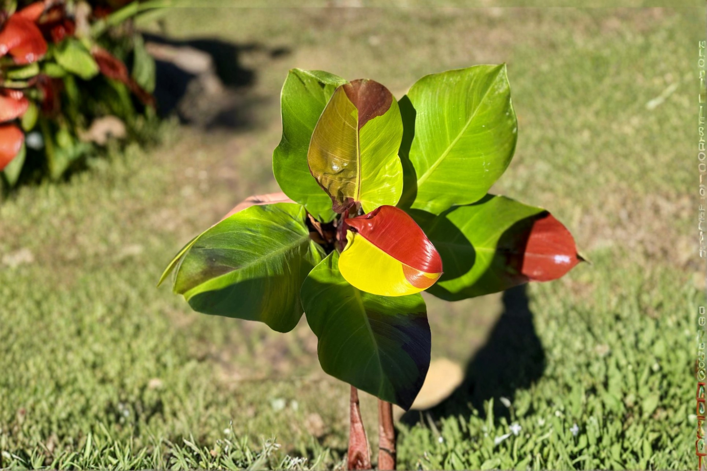Philodendron Yellow Flame Live Plant Tropical Indoor Houseplant Rooted Starter Plant Home Decor Gift