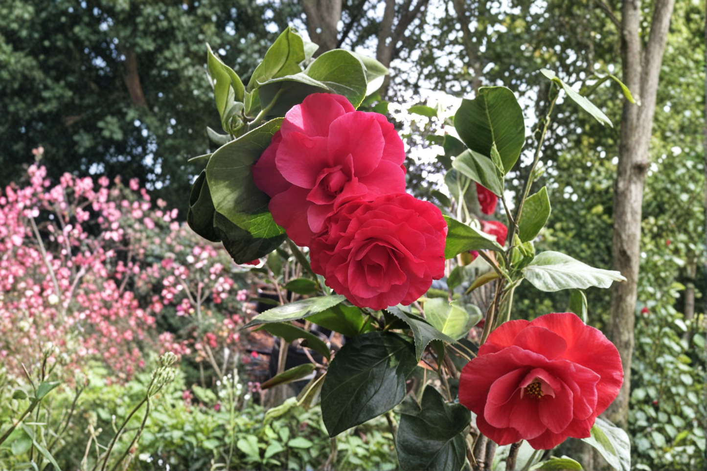 Japanese Camellia ‘Helen Bower’ 1 Gallon Live Plant – Camellia japonica Pink Flowering Evergreen Shrub