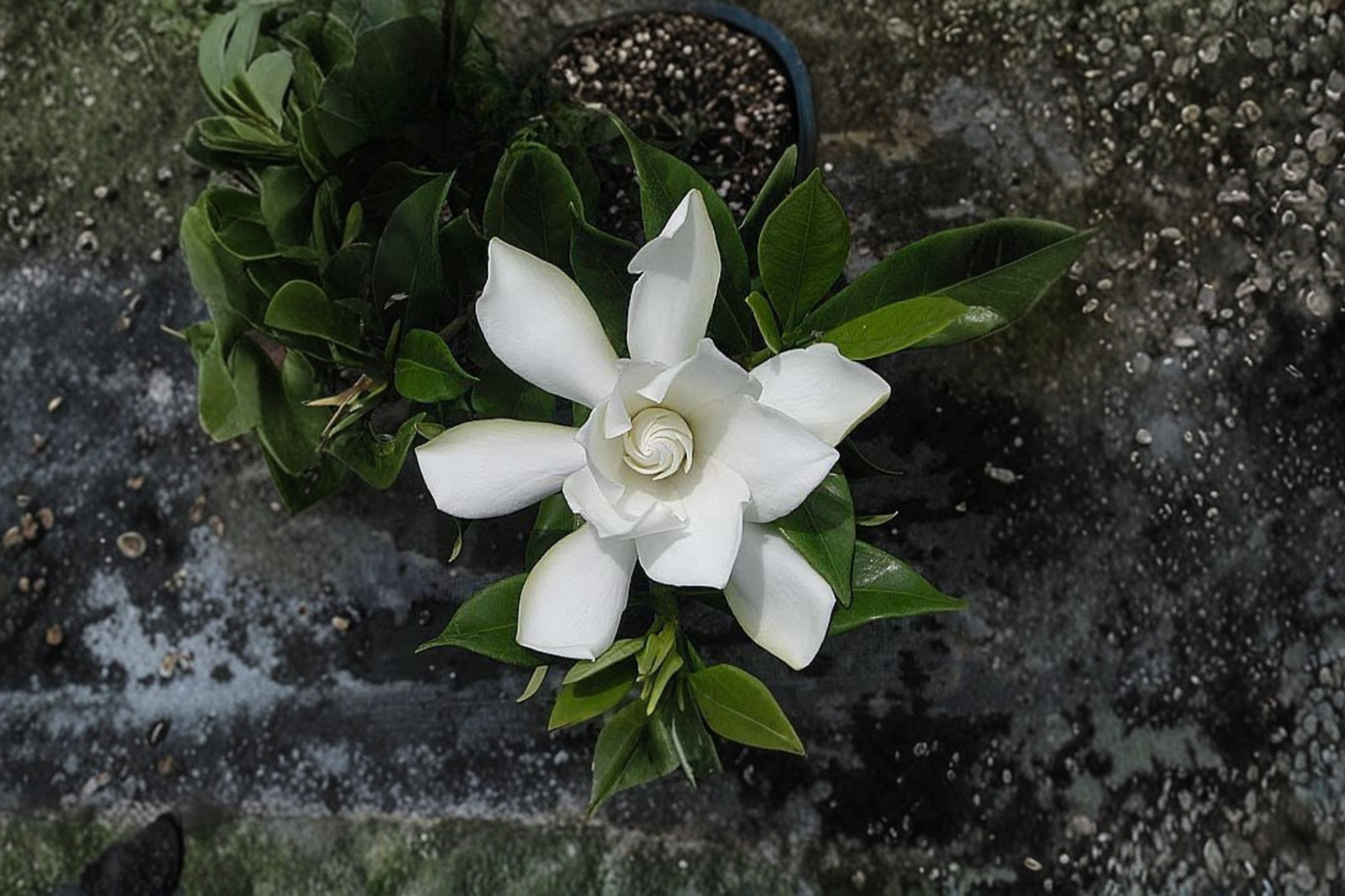 Frost Proof Gardenia Rooted Starter Plant – Cape Jasmine Gardenia jasminoides
