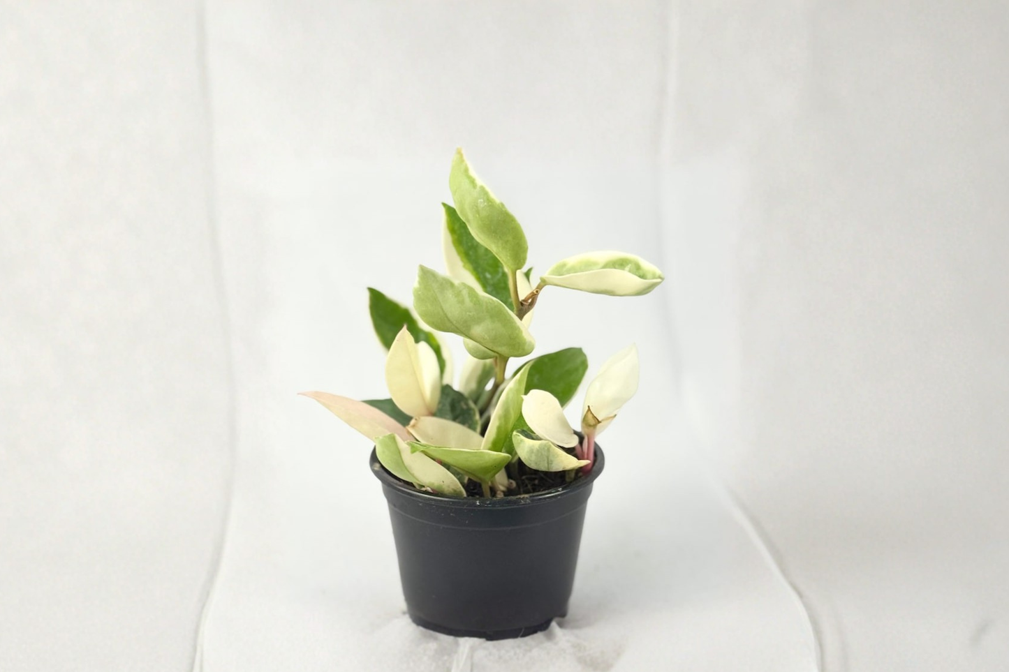 Hoya Carnosa Krimson Queen Live Plant Variegated Hoya Rooted 2 Inch Indoor Houseplant Gift Decor