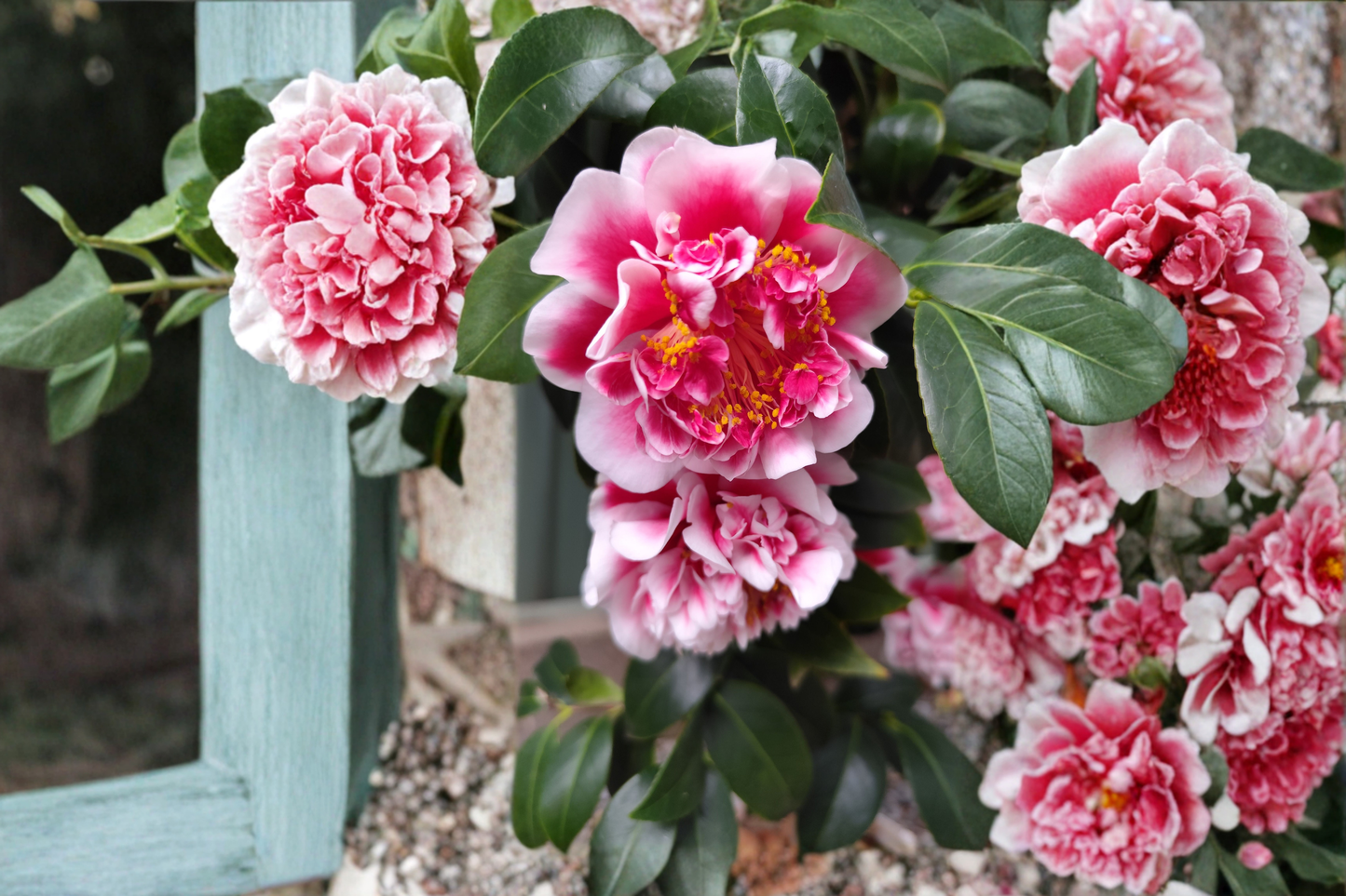 Tama Electra Camellia Japonica Live Starter Plant – Well-Rooted in Pot – Camellia japonica 'Tama Electra'