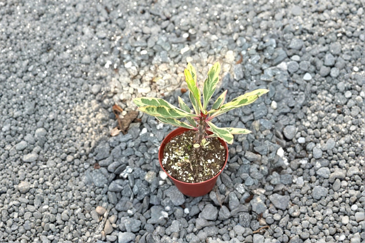 Variegated Crown of Thorns Live Plant Euphorbia Milii Succulent Cactus 3 Inch Pot Indoor Houseplant Gift