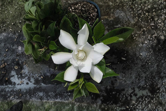 Frost Proof Gardenia Rooted Starter Plant – Cape Jasmine – Gardenia jasminoides