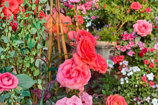 Climbing America Rose Bush 5 Gal Live Plant Salmon Pink Climbing Rose for Garden Trellis Outdoor Flowering Plant