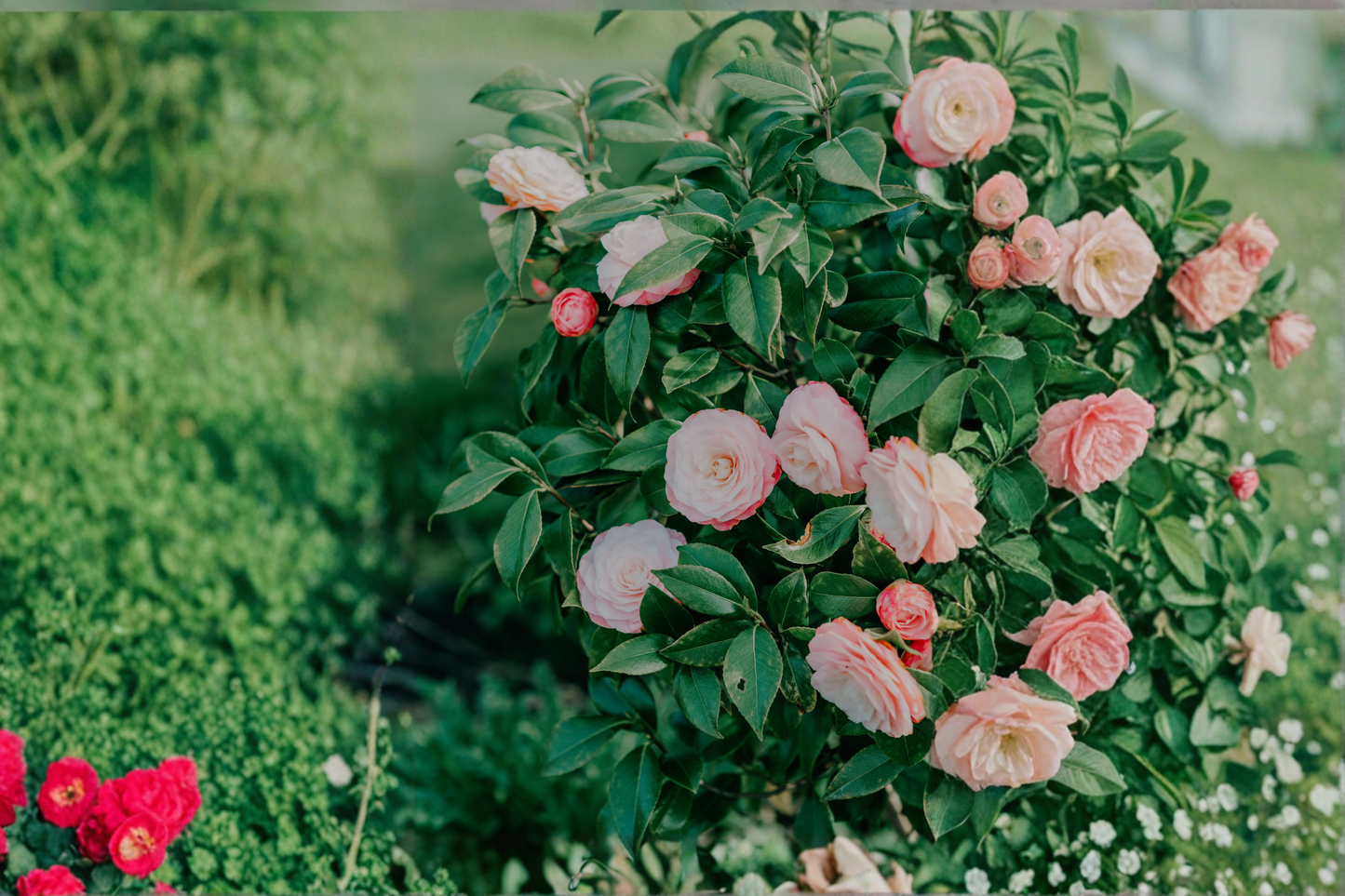 Grace Albritton Camellia Live Starter Plant Camellia Japonica Pink Flower Evergreen Shrub Rooted Plant