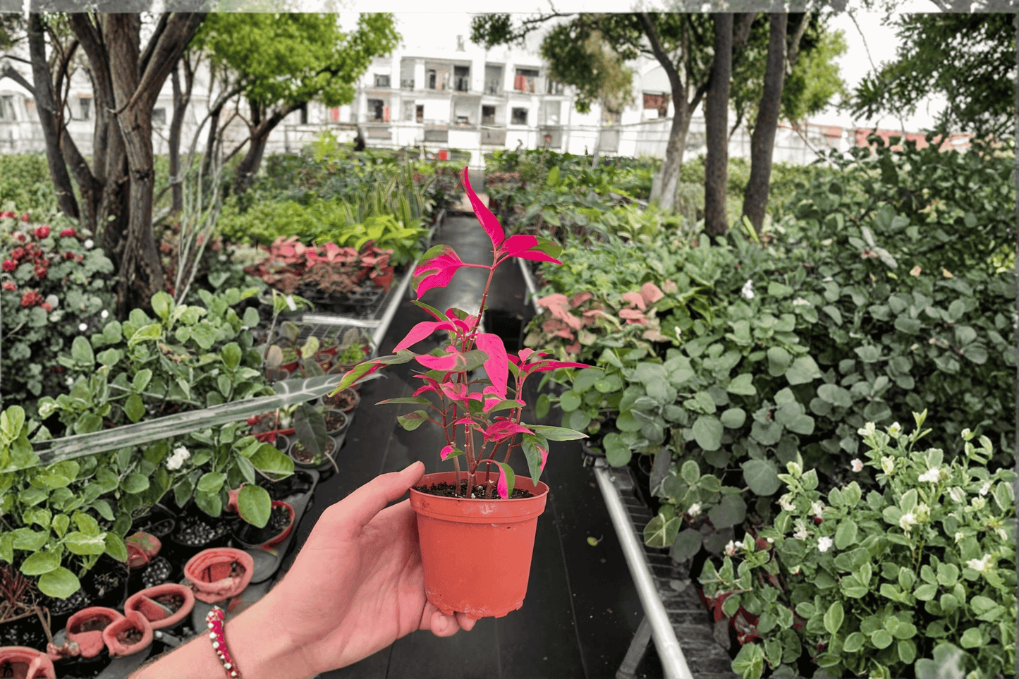 2 Alternanthera 'Party Time' Live Plants – 4-Inch Pot Colorful Foliage Plants (Alternanthera ficoidea)
