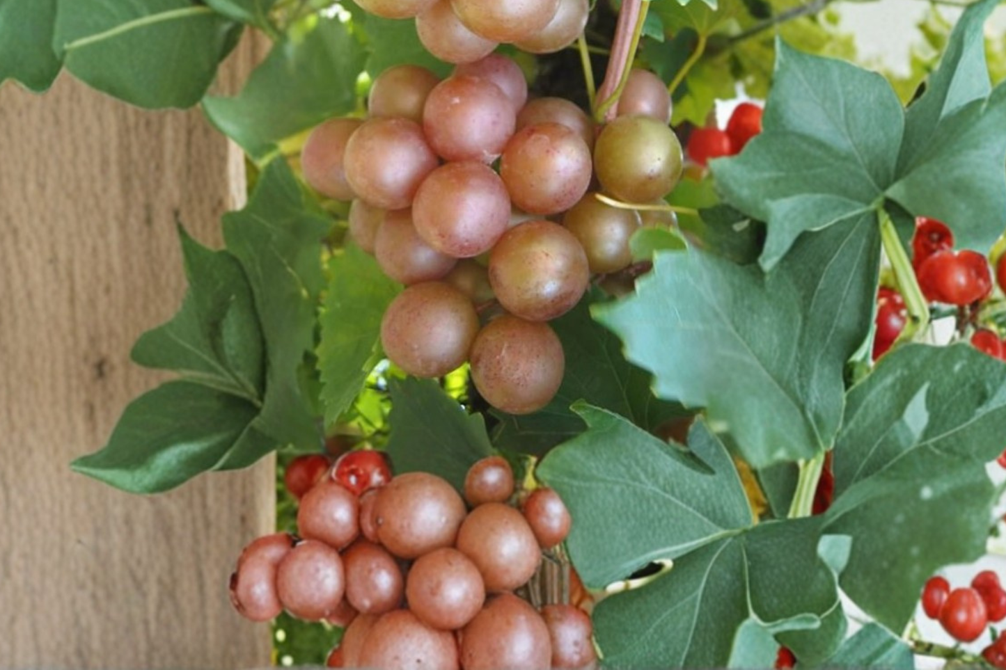 Bronze Chowan Muscadine Grape Vine 1 Gallon Live Plant – Fruit Vine for Home Garden, Self Fertile Trellis Vineyard Plant