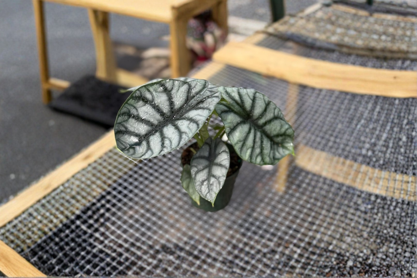 We will provide you with the healthiest, fullest, and tallest plants available to us. All plants are in a 4" growers pot,