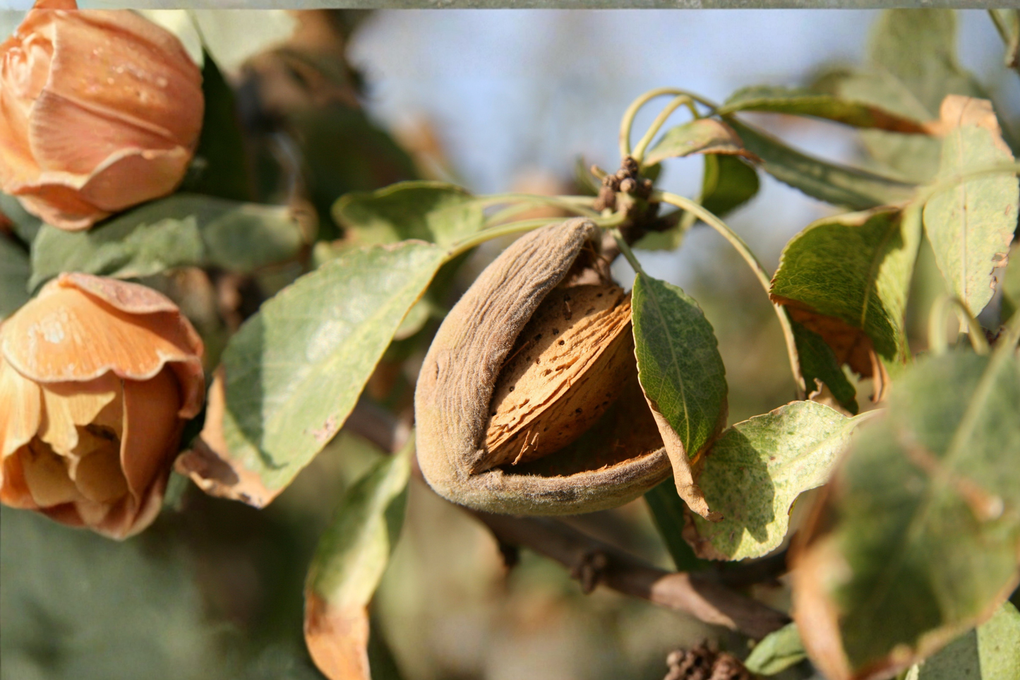 Tropical Almond Live Plant – 7–12 Inch Tall – Terminalia catappa