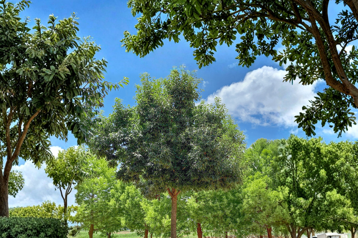 Chinquapin Oak Tree 4-6 Ft Live Plant – Native Shade Tree for Garden, Backyard Landscape Outdoor Planting