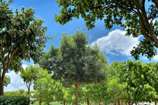Chinquapin Oak Tree 4-6 Ft Live Plant – Native Shade Tree for Garden, Backyard Landscape Outdoor Planting