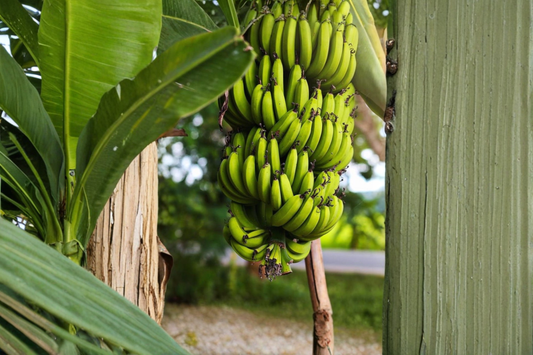 Dwarf Cavendish Banana Tree Live Plant 2ft Tall Tropical Banana Plant Compact Patio Garden No Ship to California