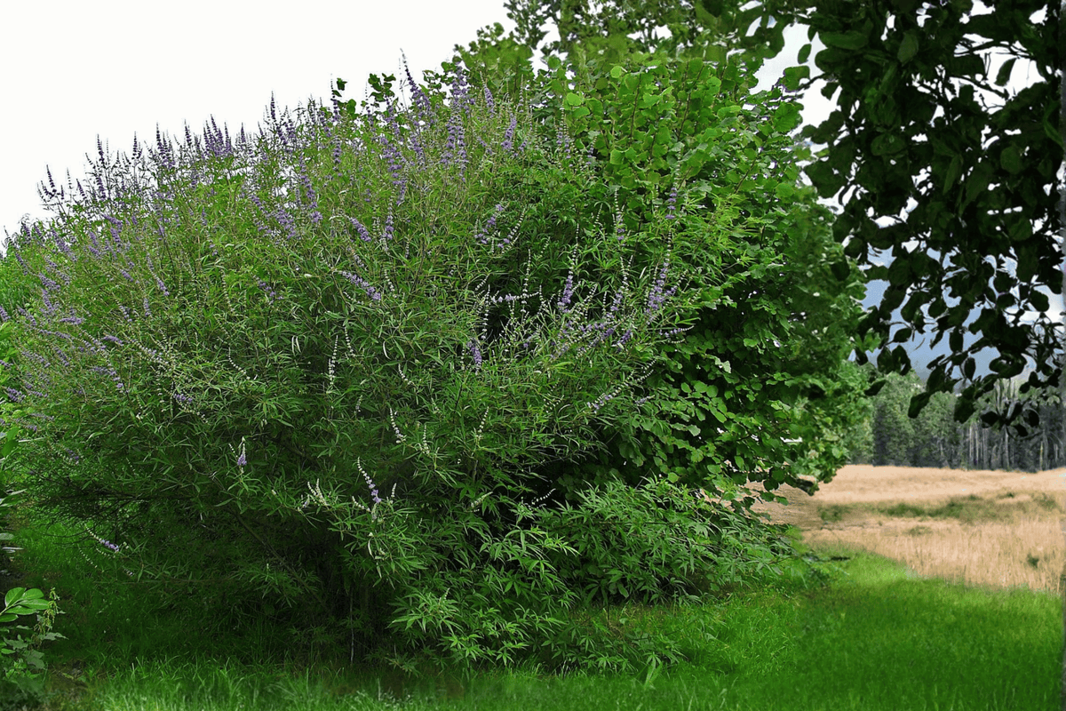 Chastetree Monk’s Pepper 1 Live Plant – Vitex agnus-castus – 3 Gallon Pot – 18″