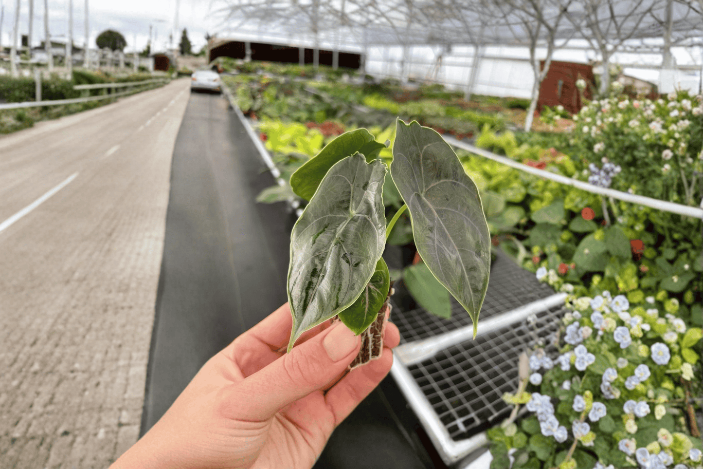 2 Alocasia azlanii Starter Plants Bare Root – Alocasia azlanii
