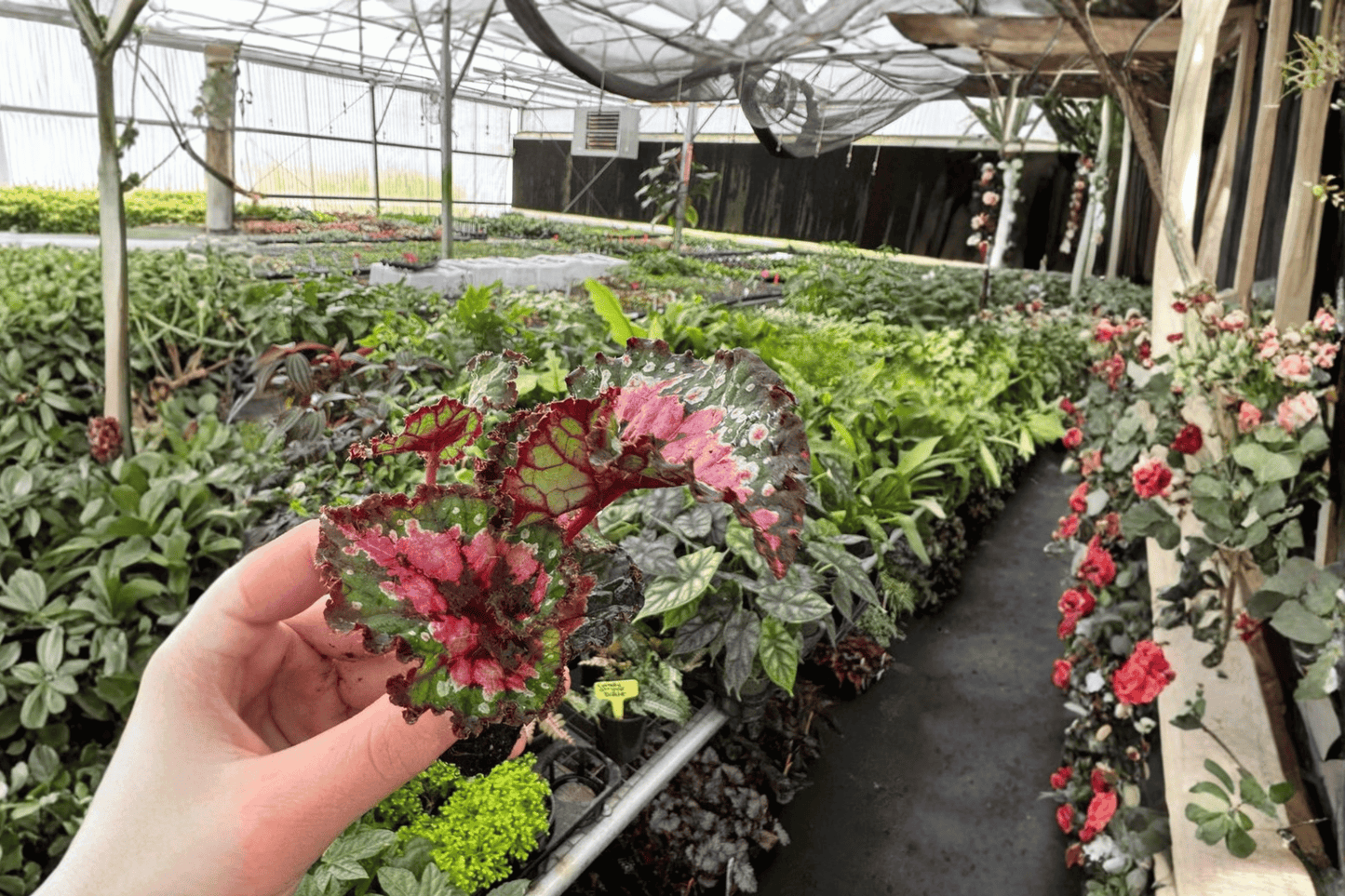 2 Begonia 'Macarena' Starter Plants – Begonia Hybrid Bare Root