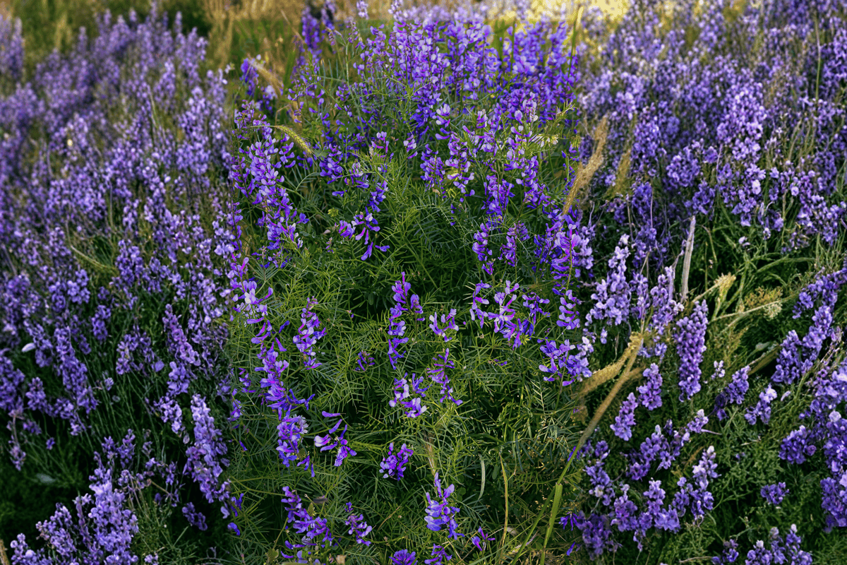 Blue False Indigo – 1 Live Perennial Plant, 1-Gallon Size – Baptisia australis