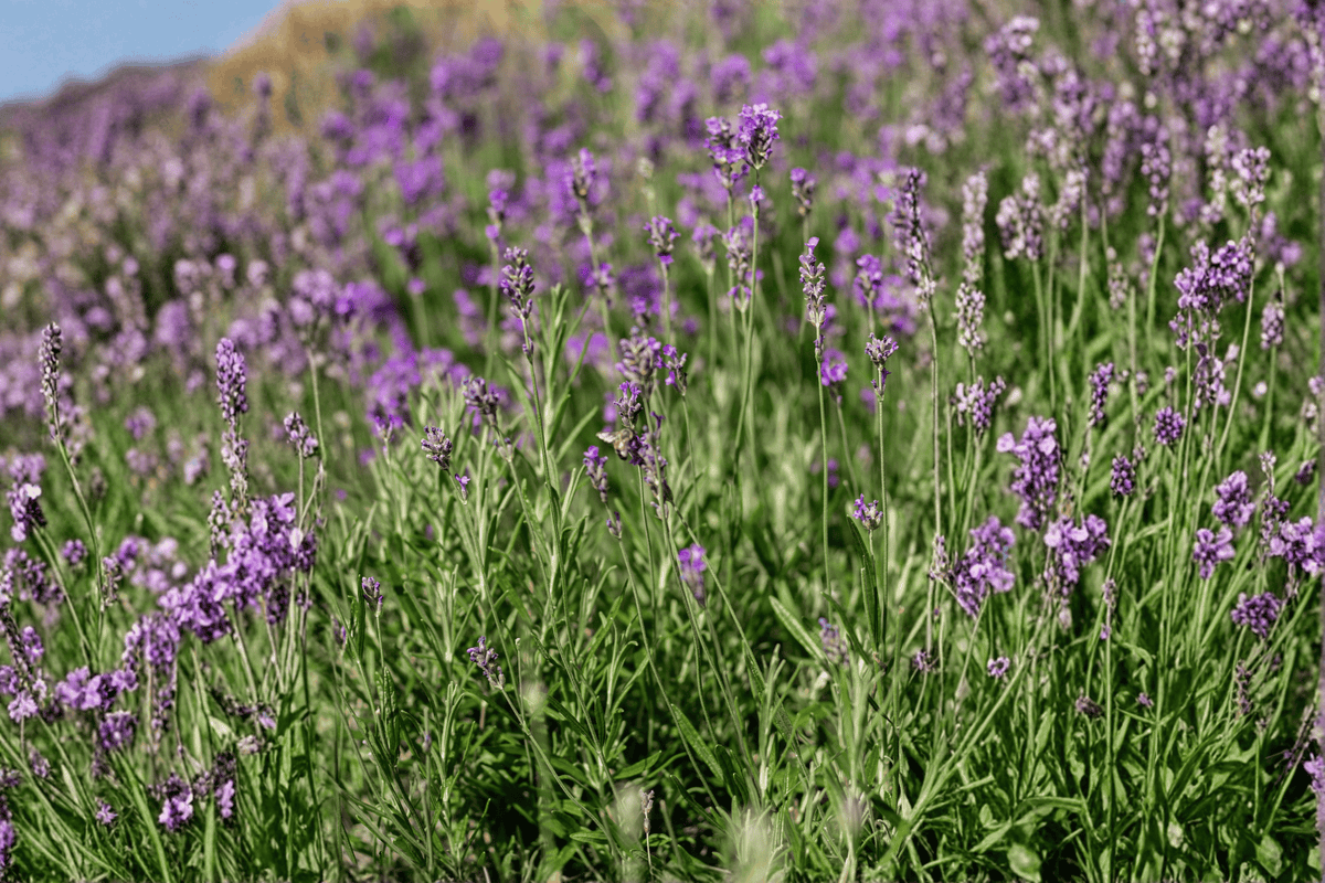 Grosso Lavender 1 Live Herb Plant – Lavandula × intermedia ‘Grosso’ – Half Gallon Pot