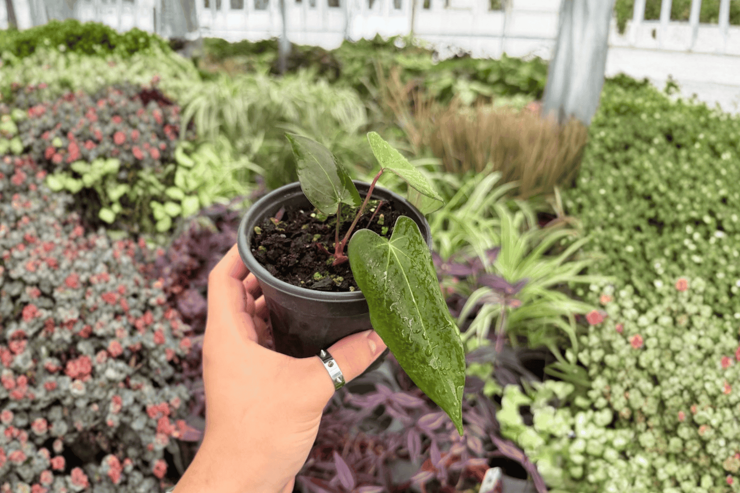 Anthurium Goliath x Dark Mama 2 Exact Live Plants – 4-Inch Pots – Anthurium Hybrid
