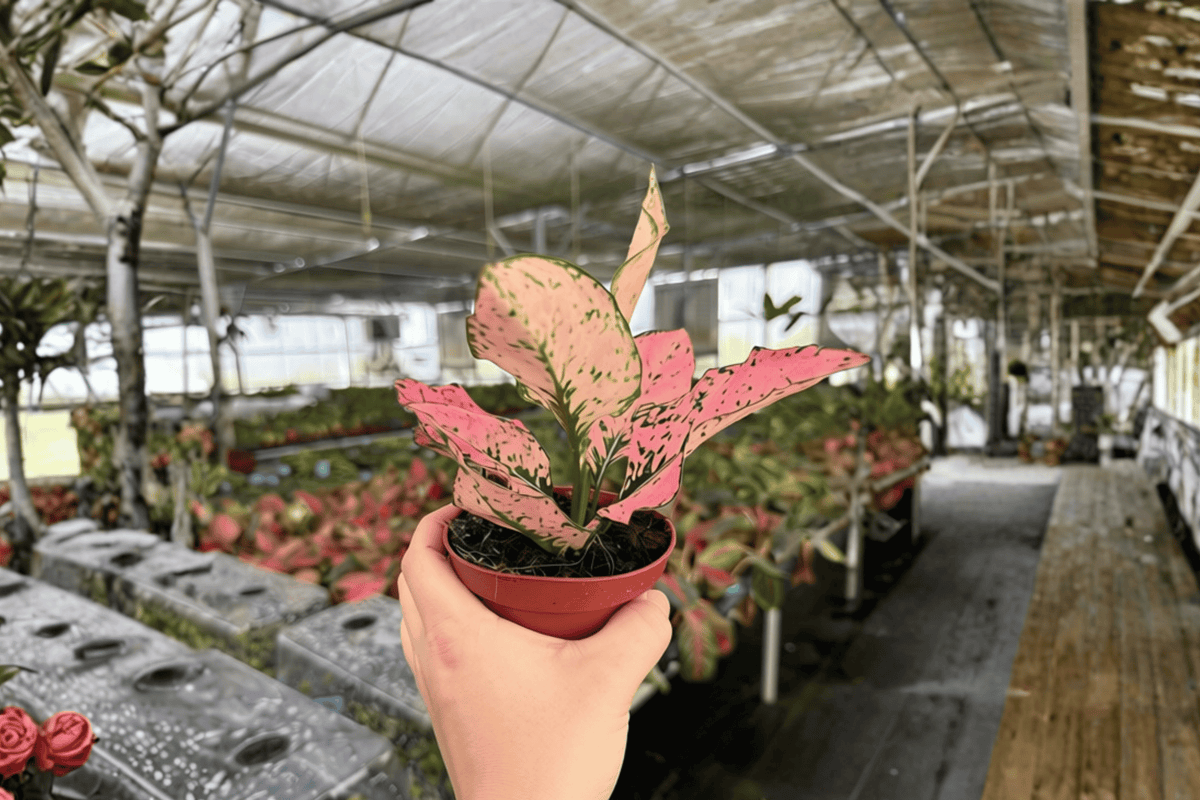 2 Aglaonema Light Pink Triphet Live Plants – 4” Pot