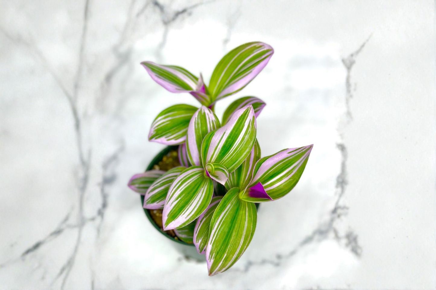 Tradescantia Nanouk Plant Live 3 Inch Pot Pink Purple Houseplant Bubblegum Plant Indoor Starter