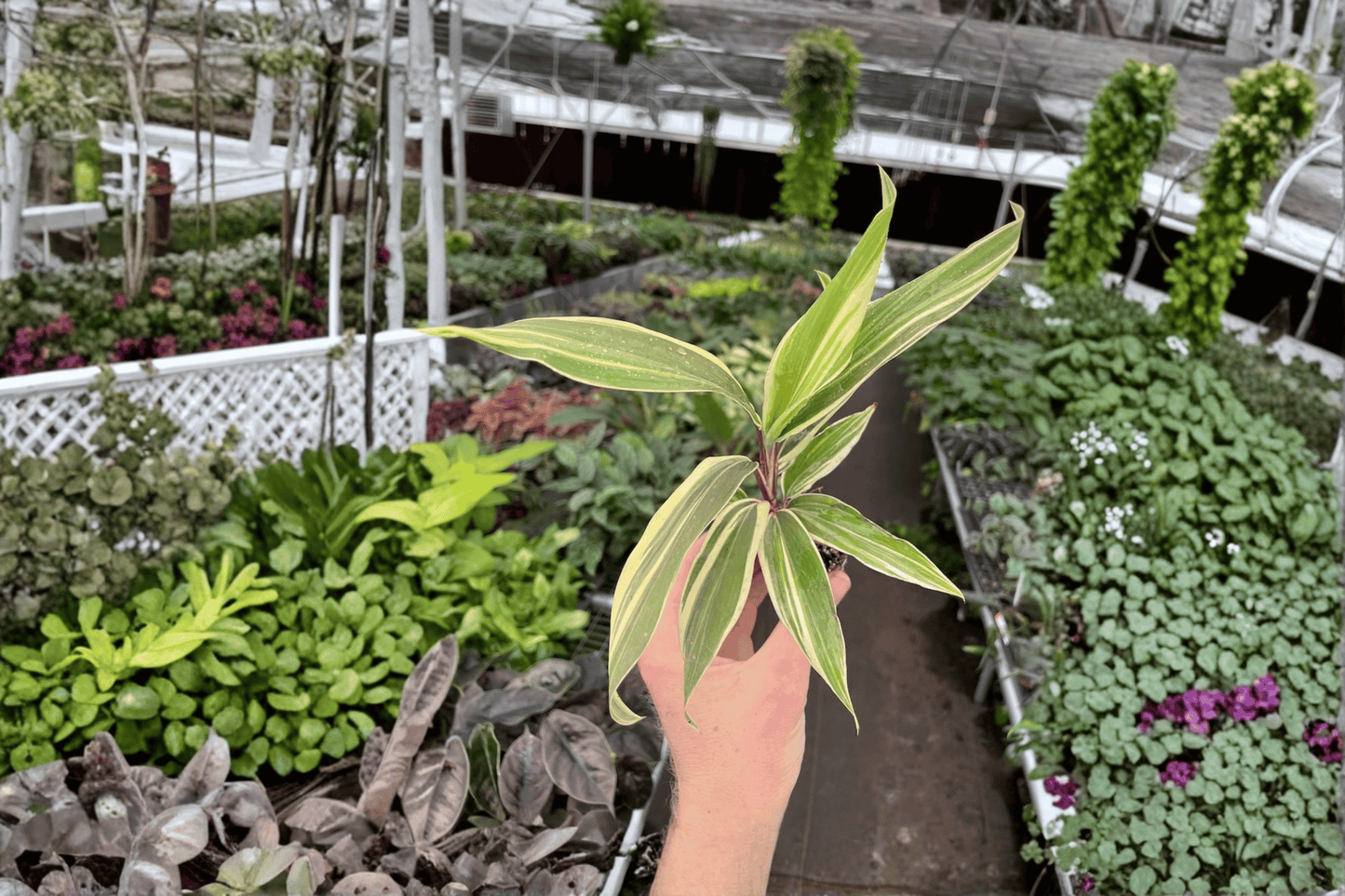 2 Cordyline 'Chocolate Queen' Starter Plants – Bare Root Live Cordyline