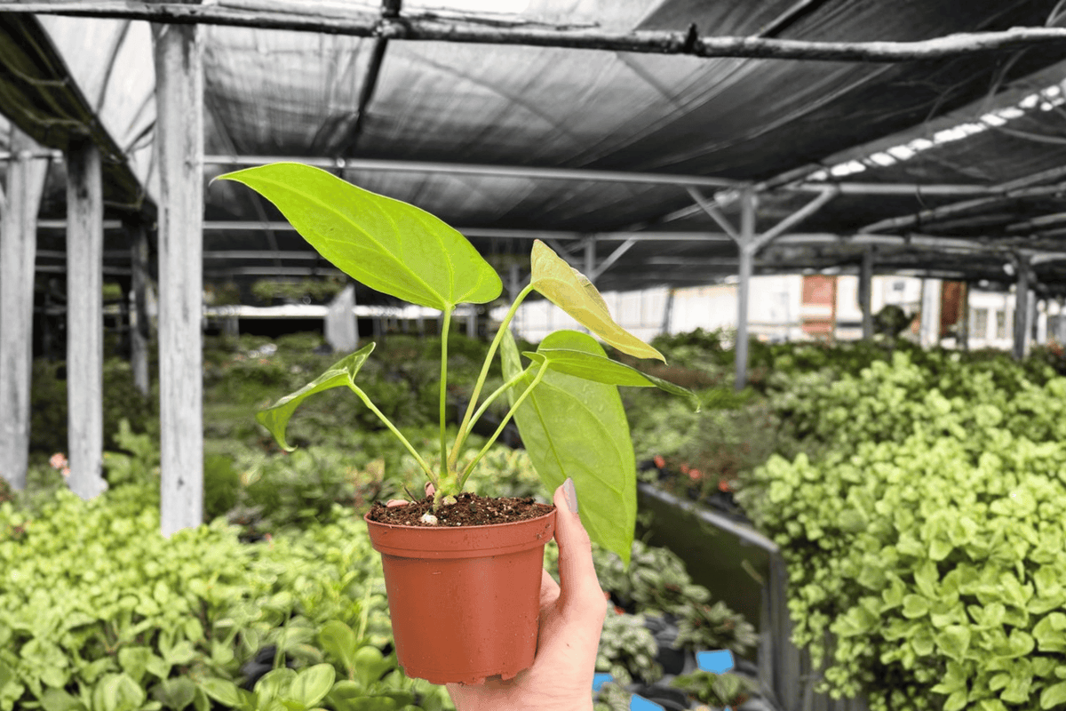 Anthurium Crystal x Papi Golden Specific Exact Live Plant – 4-Inch Pot – Anthurium Hybrid