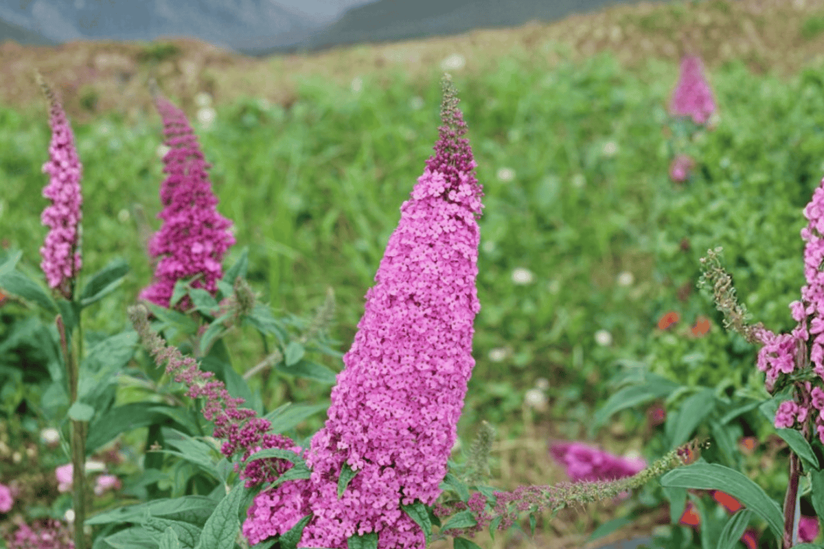 Pugster Pinker Butterfly Bush 2 Gallon Live Plant – Buddleja ‘Pugster Pinker’
