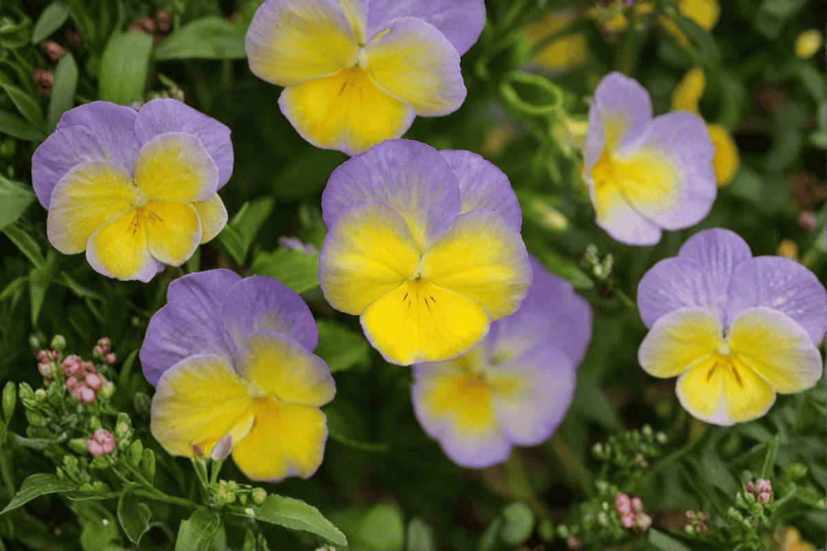 Halo Lemon Frost Horned Violet Live Plant – 4-Inch Pot – Viola cornuta 'Halo Lemon Frost'