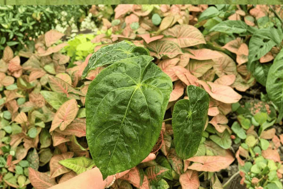 Anthurium Papi x Hulk 2 Exact Live Plants – Specific 4-Inch Pots